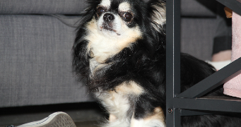 angelica pet sitter à ESVRES 37320_7