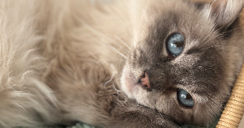 delphy pet sitter à ST JEAN DE VEDAS 34430_7