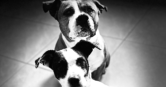 mathilde  pet sitter à Bienvillers au bois 62111_0