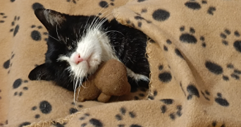 lilou pet sitter à OUTREAU 62230_2