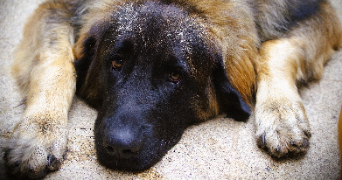 marine pet sitter à TREGUNC 29910_4