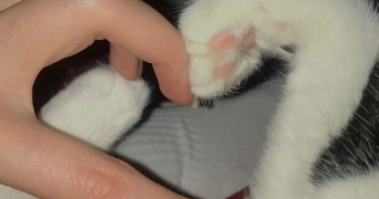 cléa pet sitter à TOULOUSE 31000_1