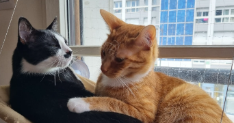 léonore pet sitter à BOIS COLOMBES 92270_1