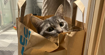 romane pet sitter à LAGNY SUR MARNE 77400_1