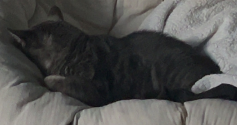 agathe pet sitter à RENNES 35000_2