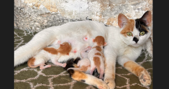 andréa pet sitter à PARIS 18 75018_3