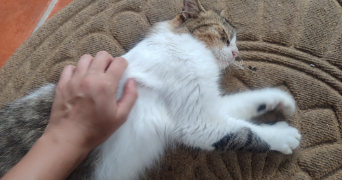 nenna pet sitter à MONTPELLIER 34000_1
