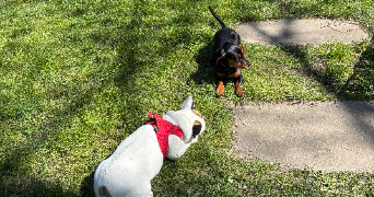 victoire pet sitter à TASSIN LA DEMI LUNE 69160_5