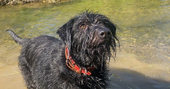 zacharie pet sitter à FRONTIGNAN 34110_2