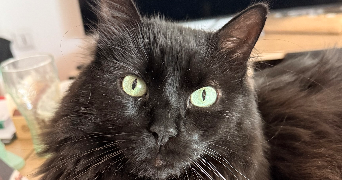 alexandra pet sitter à MELUN 77000_3