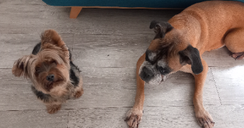 anastasia pet sitter à Nanterre 92000_3