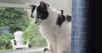 zoé pet sitter à ROTS 14980_8