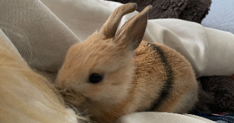 aurore pet sitter à VILLEURBANNE 69100_1