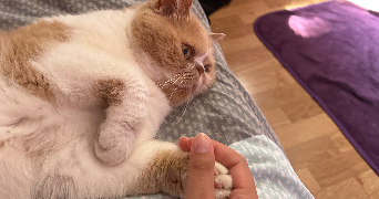 mélinda pet sitter à LAMORLAYE 60260_2