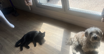 nikolic pet sitter à MONTRABE 31850_9