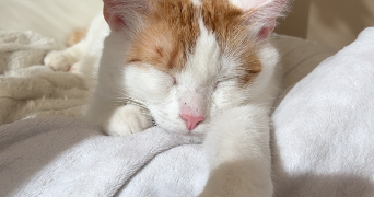 lucie pet sitter à BORDEAUX 33800_1