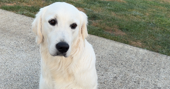 françois pet sitter à DEGRE 72550_4