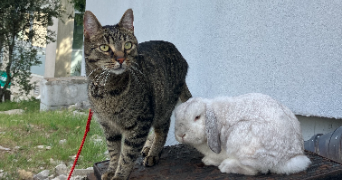 anaël pet sitter à ARACHES LA FRASSE 74300_4