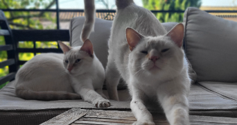 tara pet sitter à Puyricard 13540_0