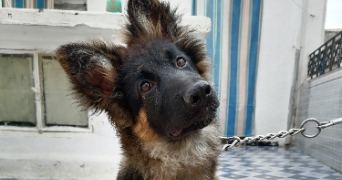 raslen dog sitter à ASNIERES SUR SEINE 92600_3