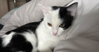 ruben pet sitter à CERGY 95000_1