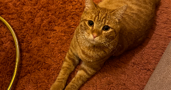 eleonore pet sitter à LYON 06 69006_5