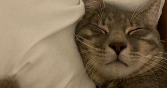 ambre pet sitter à MARSEILLE 01 13001_3
