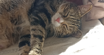 anne pet sitter à BONDY 93140_0