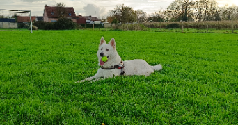 claire pet sitter à ST GRATIEN 80260_1