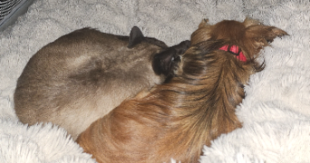 alaïs pet sitter à GRENOBLE 38000_2