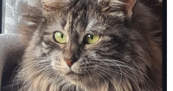 sébastien pet sitter à JOUE LES TOURS 37300_1