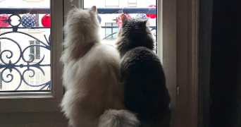 marion cat sitter à Levallois-Perret 92300_5
