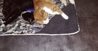 claudine jacqueline pet sitter à RIMBACH PRES GUEBWILLER 68500_2