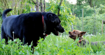 angéline pet sitter à ERAGNY 95610_7