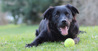 mériadec dog sitter à PARIS 06 75006_3