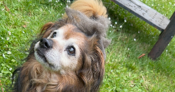 emeline pet sitter à Paris 75014_2