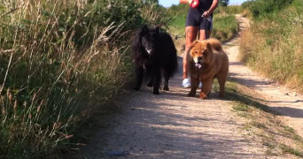 sandrine pet sitter à LUSIGNY SUR BARSE 10270_5