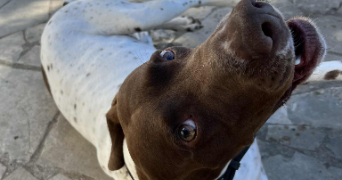 violette pet sitter à RENNES 35000_6