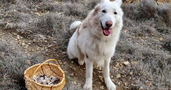 ilona pet sitter à Paris 75019_3