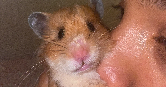 josiany  pet sitter à TOULOUSE 31400_1