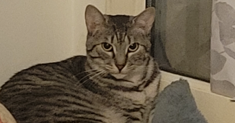 mélissa pet sitter à ROUEN 76000_3