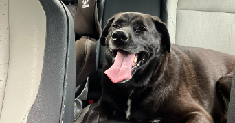 sabrina pet sitter à AUBERVILLIERS 93300_3