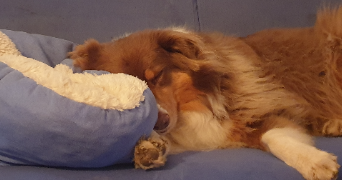 jeanne pet sitter à Campugnan 33390_4