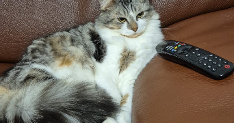 faiza cat sitter à PARIS 18 75018_0