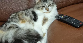 faiza cat sitter à PARIS 18 75018