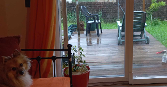 jessica pet sitter à GERMOND ROUVRE 79220_2