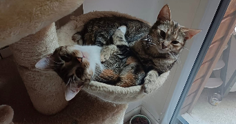 déborah pet sitter à NANTES 44300_6