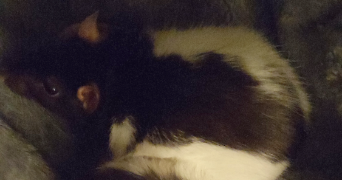 alice pet sitter à GRENOBLE 38000_2