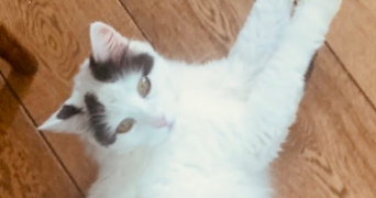 elisa pet sitter à BORDEAUX 33200_3