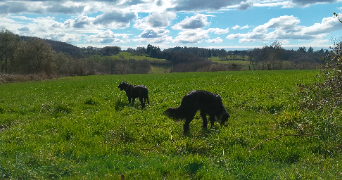 sarah pet sitter à LAVAL 53000_3